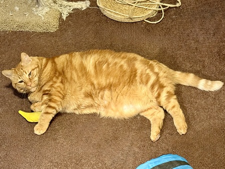 Entry image for Catnip Solves Most Problems. Clicking this image will show a larger photo