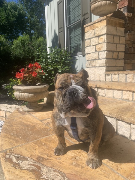 Bogart Humphrey Carter