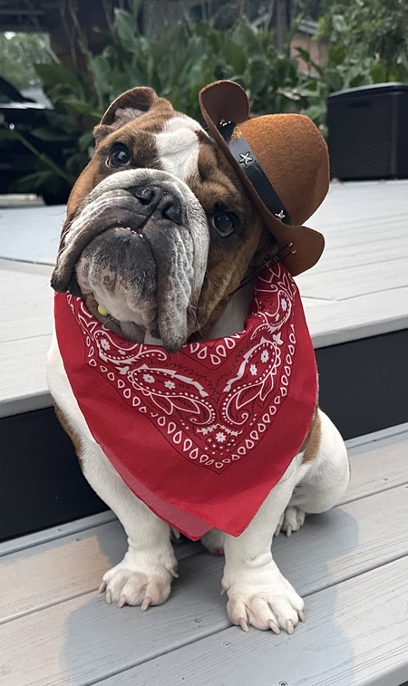 Brisket