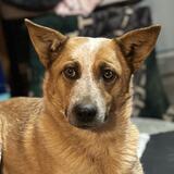 Entry image for Pucky