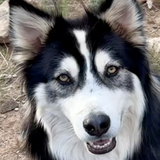 Entry image for Panda