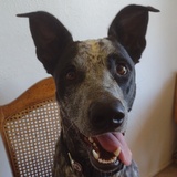 Entry image for Rocky