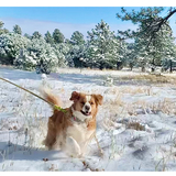 Entry image for Biscuit N. Gravy