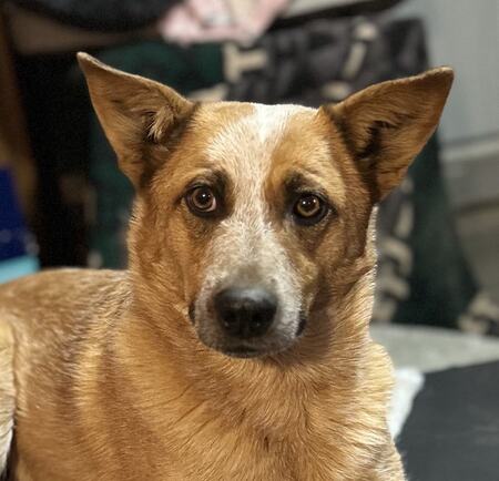 Entry image for Pucky. Clicking this image will show a larger photo