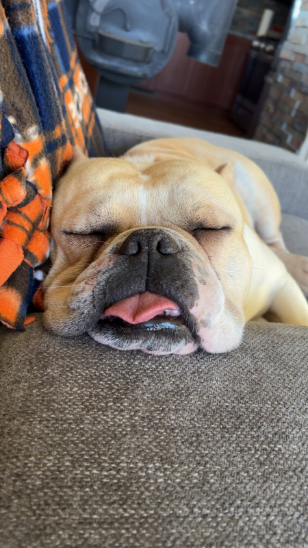 Brutus