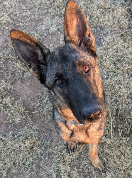 Loki