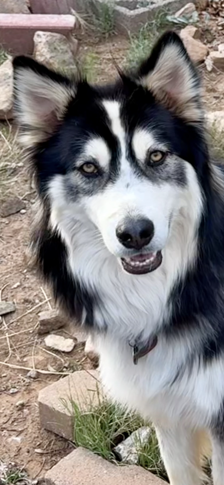 Entry image for Panda. Clicking this image will show a larger photo