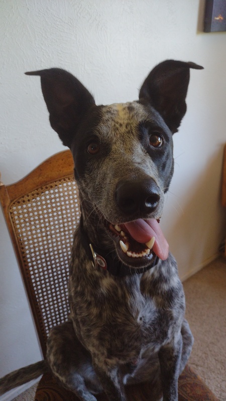 Entry image for Rocky. Clicking this image will show a larger photo