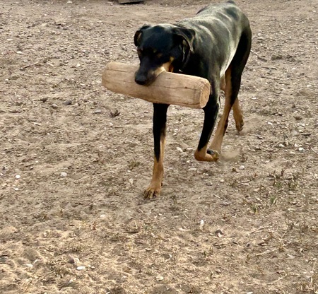 Entry image for Rocko. Clicking this image will show a larger photo