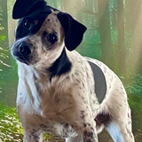 Entry image for Violet 