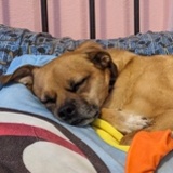 Entry image for Ollie