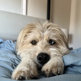 Entry image for Max