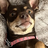 Entry image for Ellie Belle