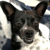 Entry image for Pippa