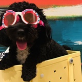 Entry image for Pippin