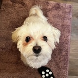 Entry image for Sammy 
