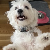 Entry image for Lola