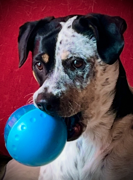 Entry image for Violet. Clicking this image will show a larger photo