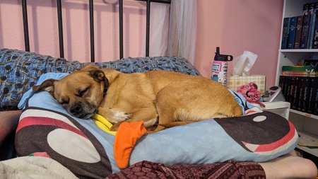Entry image for Ollie. Clicking this image will show a larger photo
