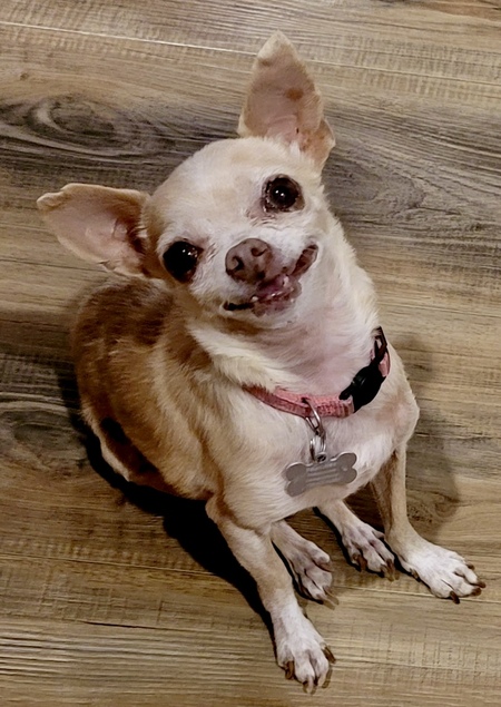 Entry image for Tippy. Clicking this image will show a larger photo