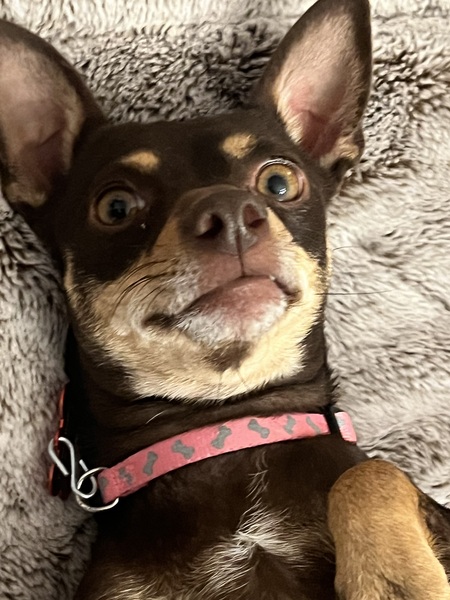 Entry image for Ellie Belle. Clicking this image will show a larger photo