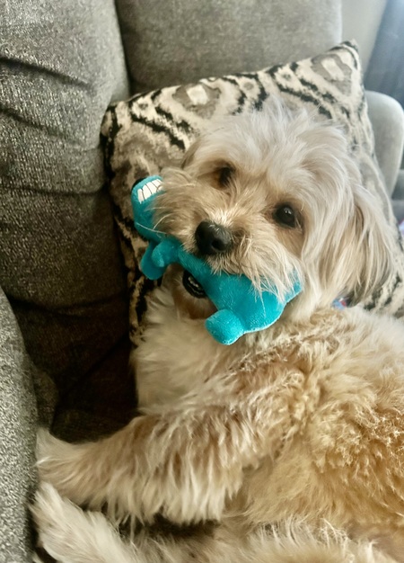 Dolly
