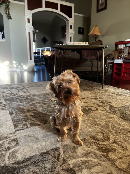 Entry image for Jaxon. Clicking this image will show a larger photo