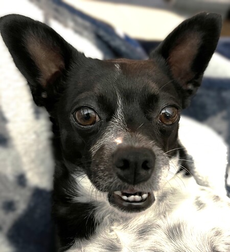 Pippa