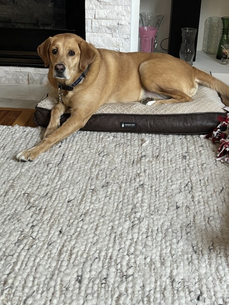 Entry image for Winston. Clicking this image will show a larger photo