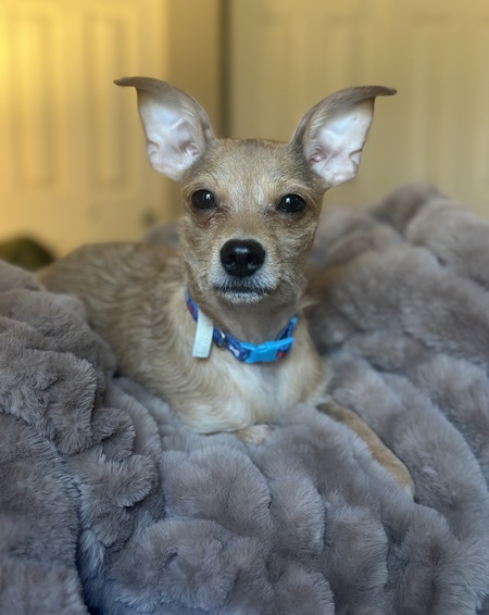 Entry image for Meech. Clicking this image will show a larger photo