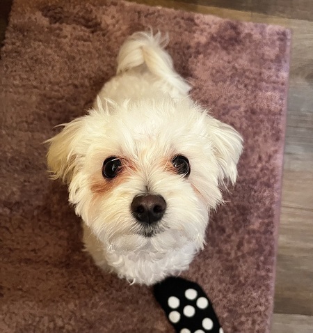 Entry image for Sammy . Clicking this image will show a larger photo
