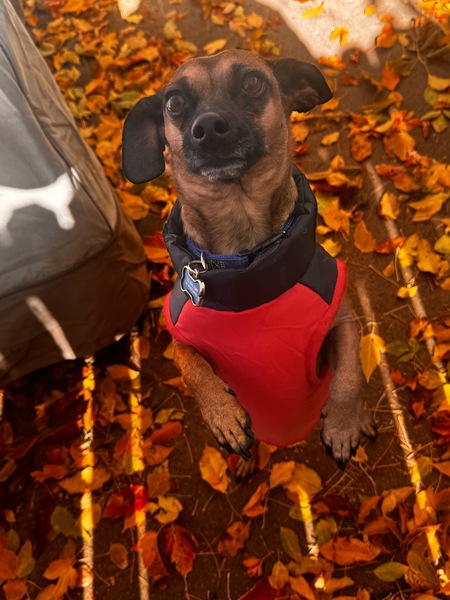 Entry image for Norman. Clicking this image will show a larger photo