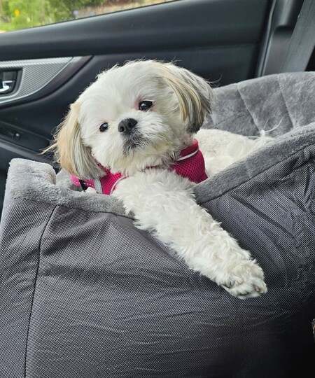 Phoebe