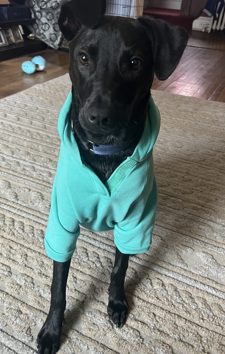 Yogi