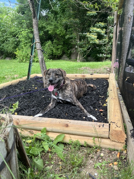 Daisy Mae