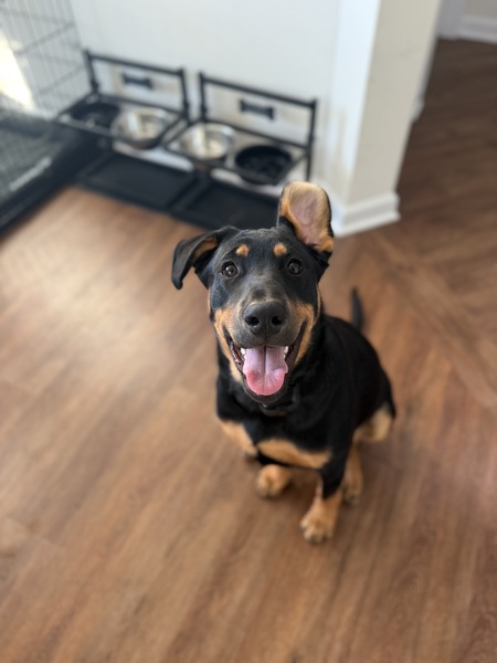 Bailey