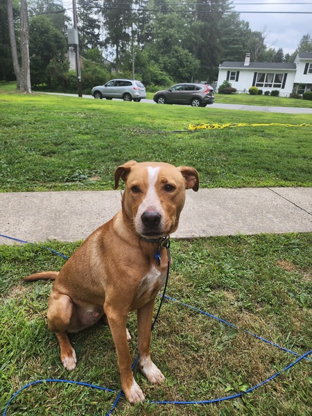 Toby