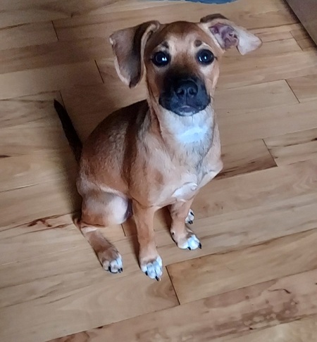 Piper