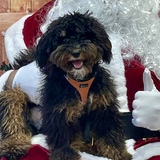 Entry image for Rocco