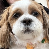 Entry image for Bandit