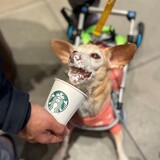 Entry image for Daisy