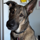 Entry image for Dean