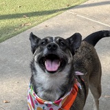 Entry image for Scrappy