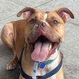Entry image for Rufus