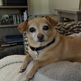Entry image for Miss Molly 