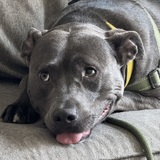 Entry image for Lenny