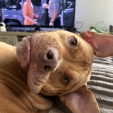 Entry image for Ollie