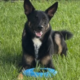 Entry image for Diego