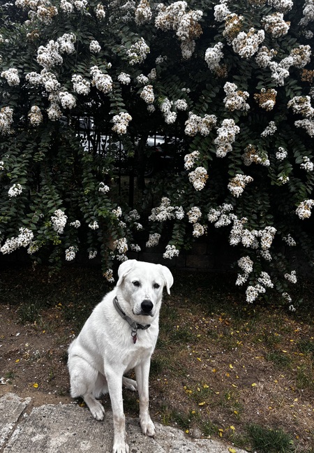 Duke aka Seth Meyers