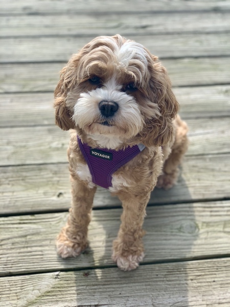 Pierogi